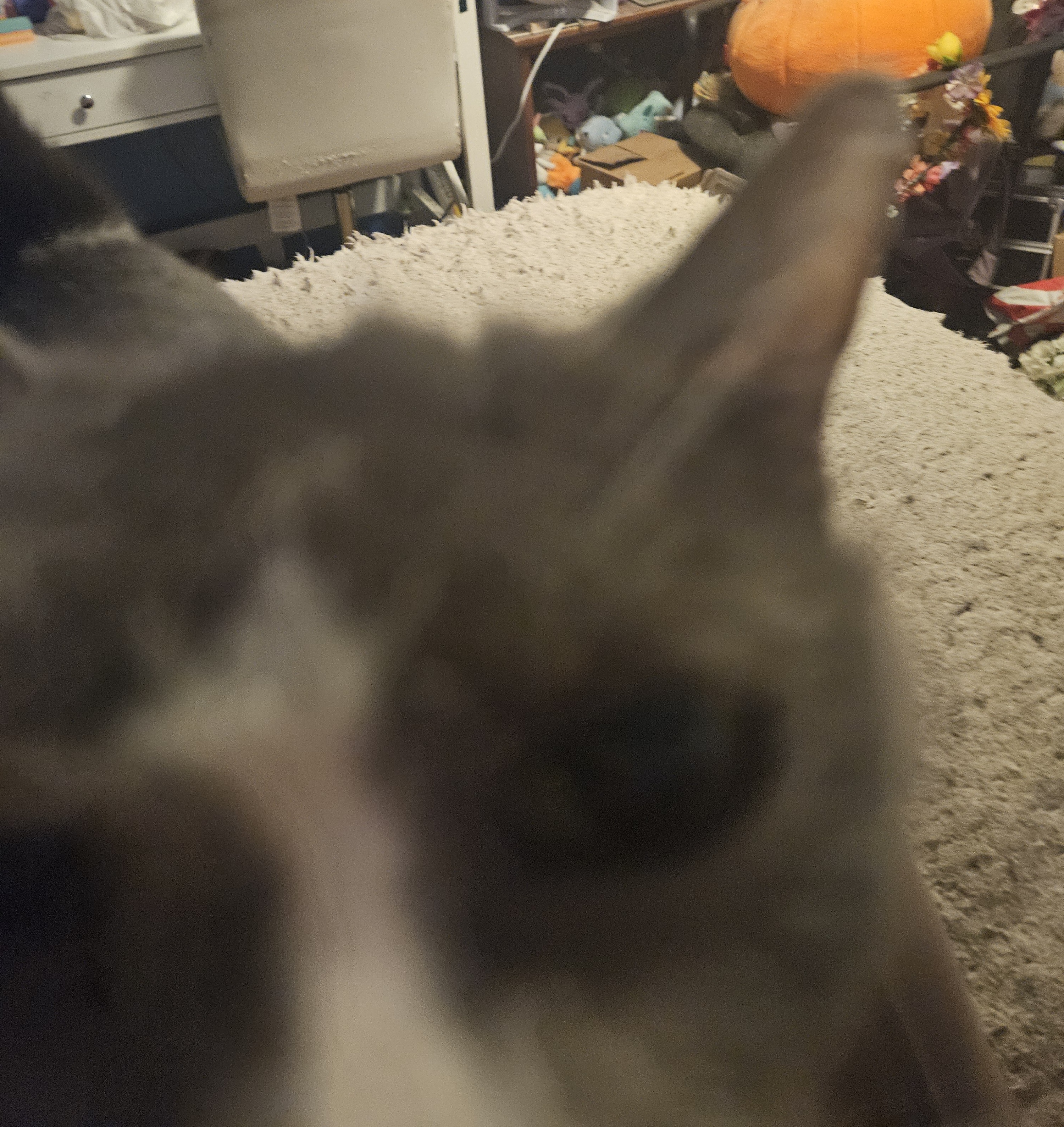 a gray and white tuxedo cat whose face is much too close to the camera.